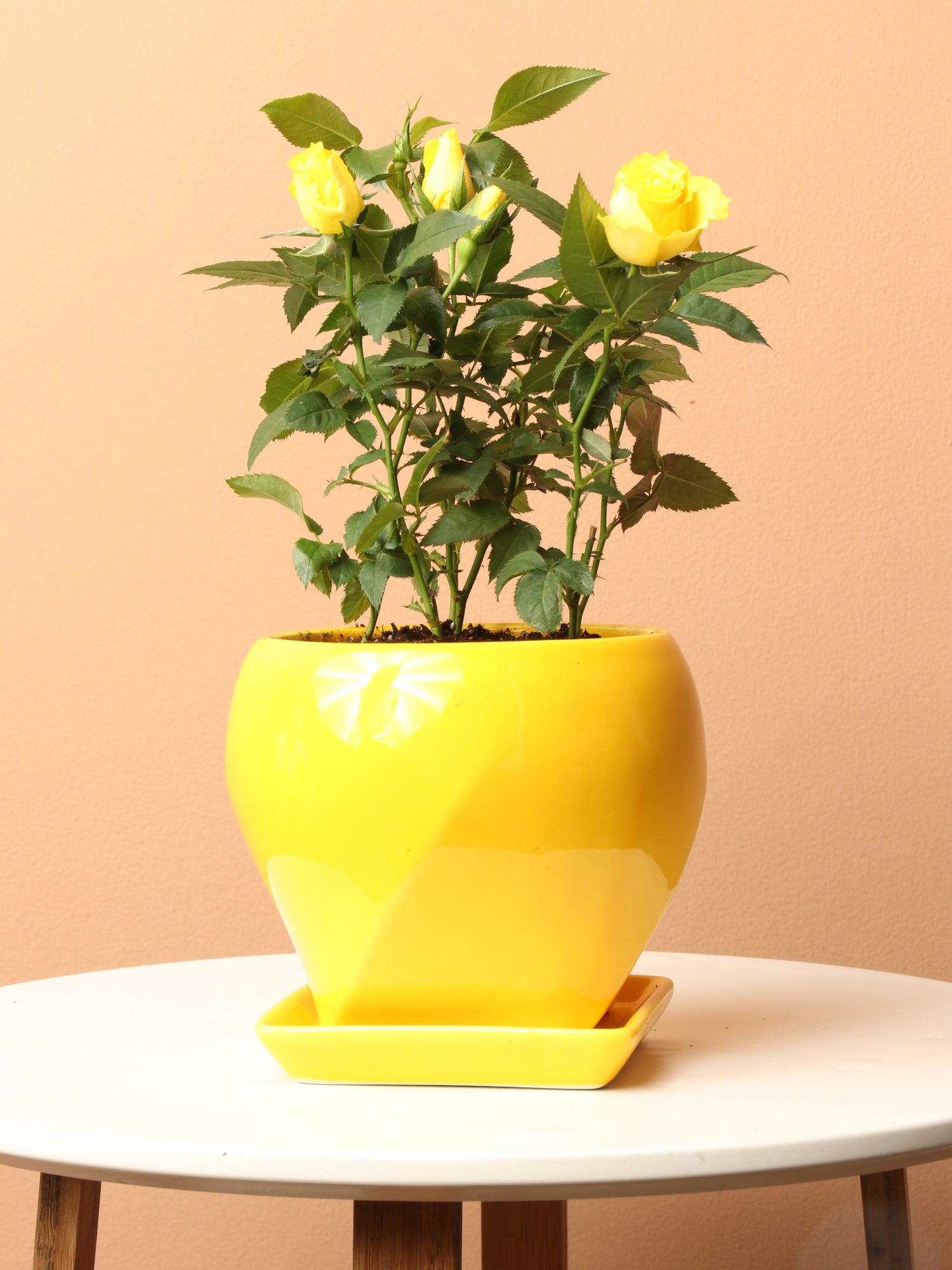 yellow rose indoor plant Small Mini Rose (Yellow)