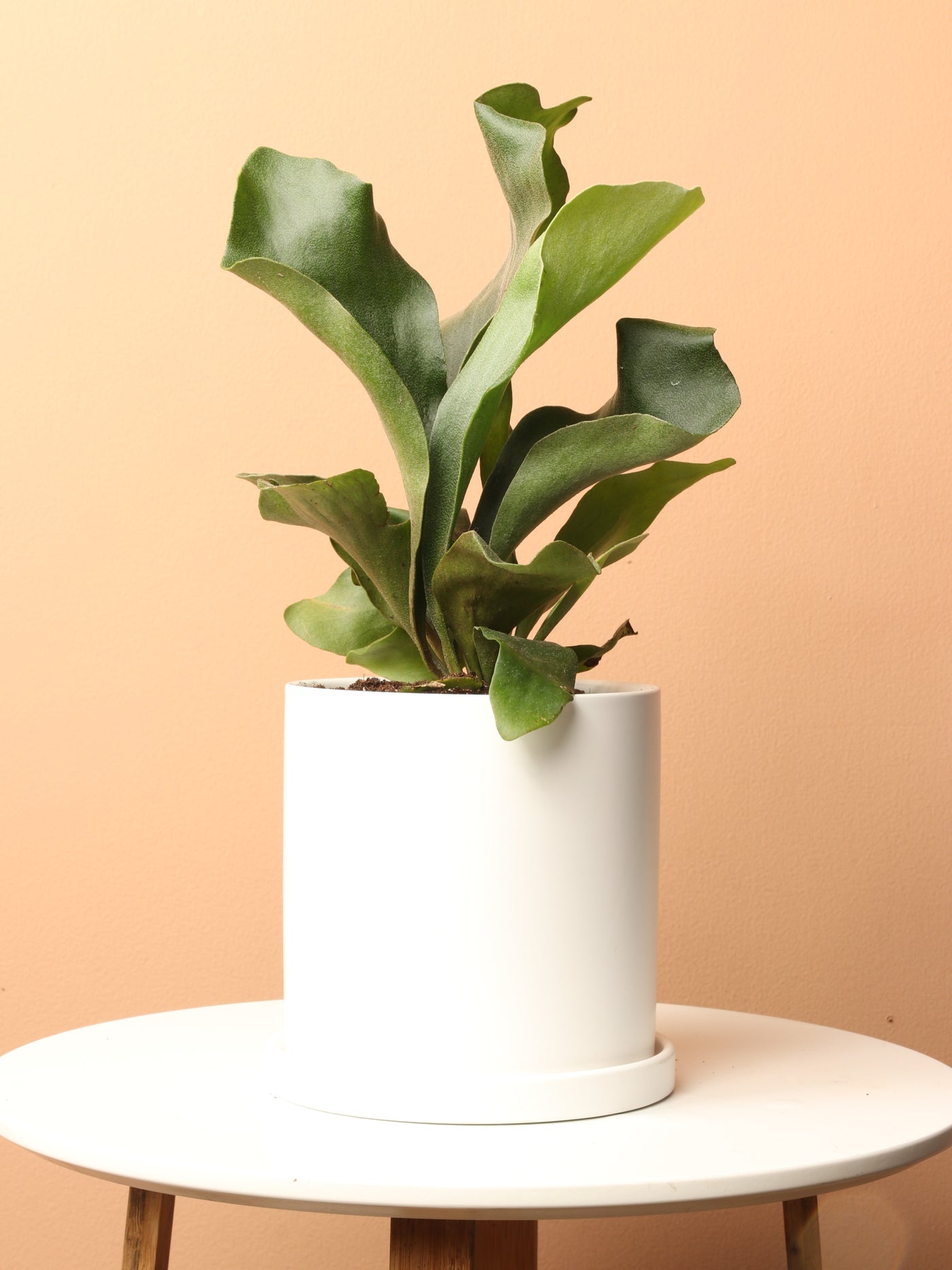 Medium Staghorn Fern