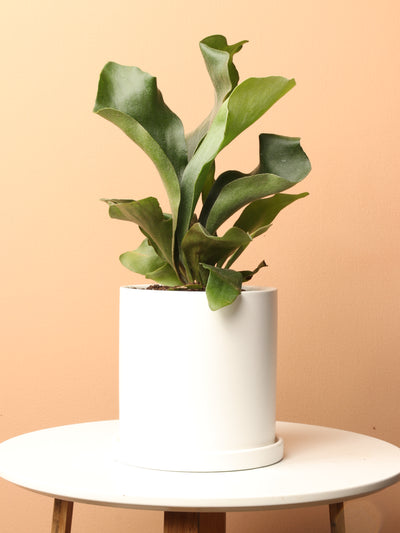 Medium Staghorn Fern