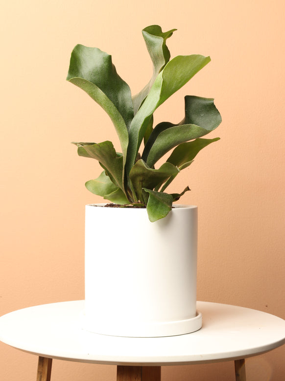 Medium Staghorn Fern
