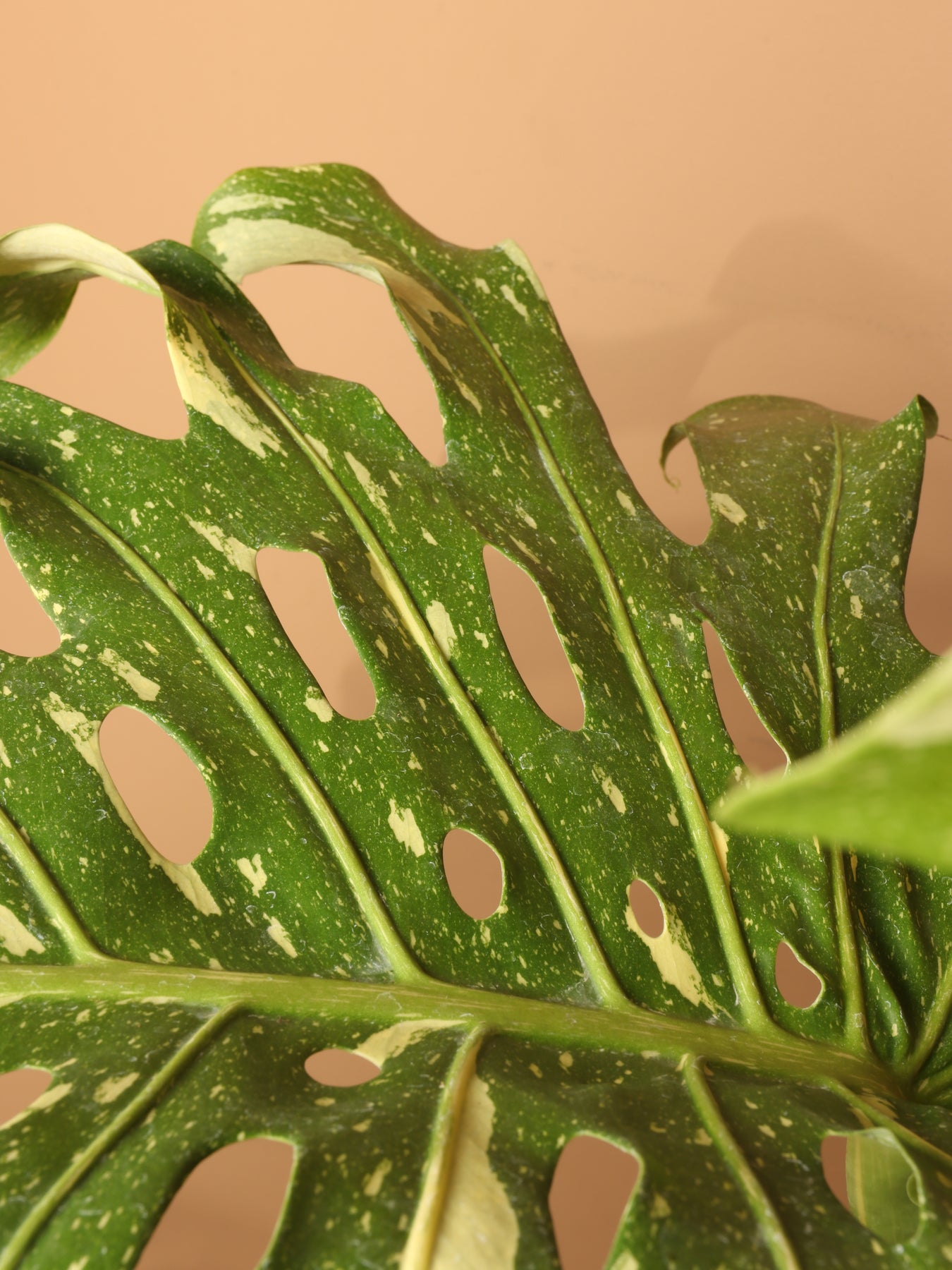 6-8ft Monstera 'Thai Constellation' – Dahing Plants