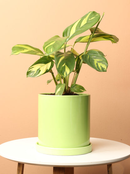 Medium Ctenanthe Lubbersiana