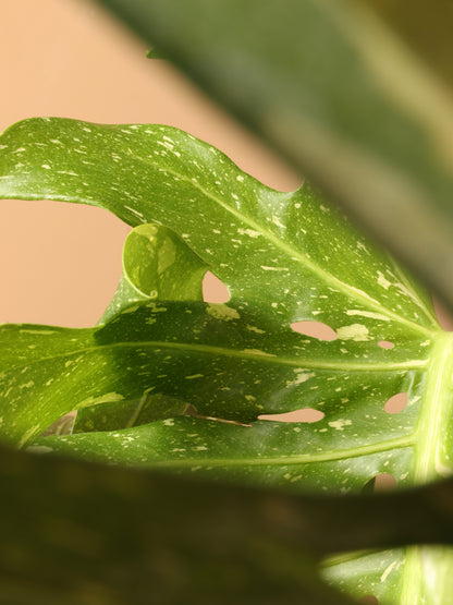 Full Size Monstera &