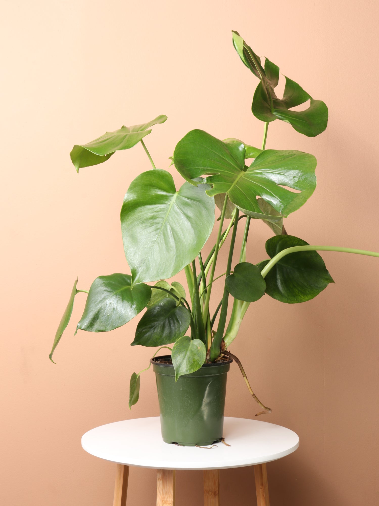monstera deliciosa pet Buy Monstera Deliciosa Online | Low Light House Plant