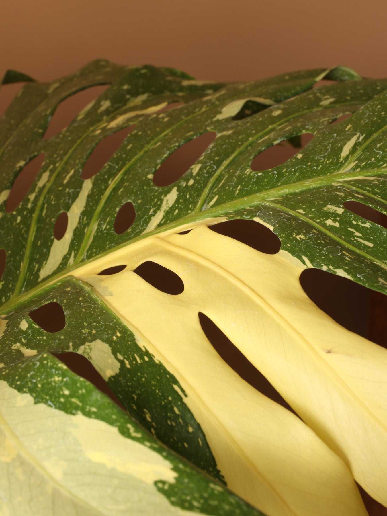 6-8ft Monstera 'Thai Constellation' – Dahing Plants