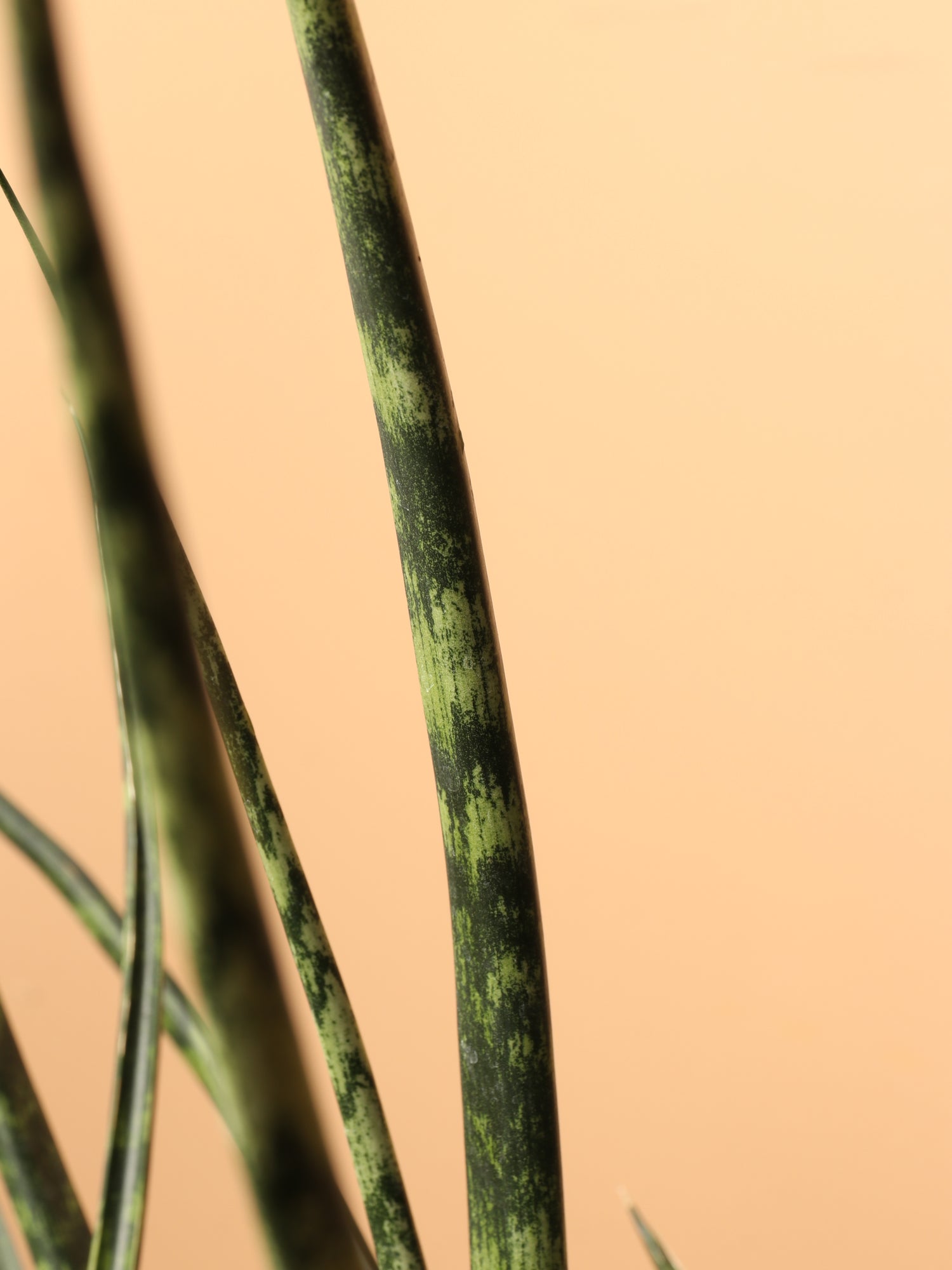 large sansevieria fernwood Buy Sansevieria Fernwood Online | Large Indoor Plant