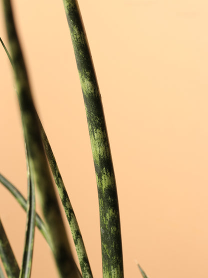 Large Sansevieria Fernwood