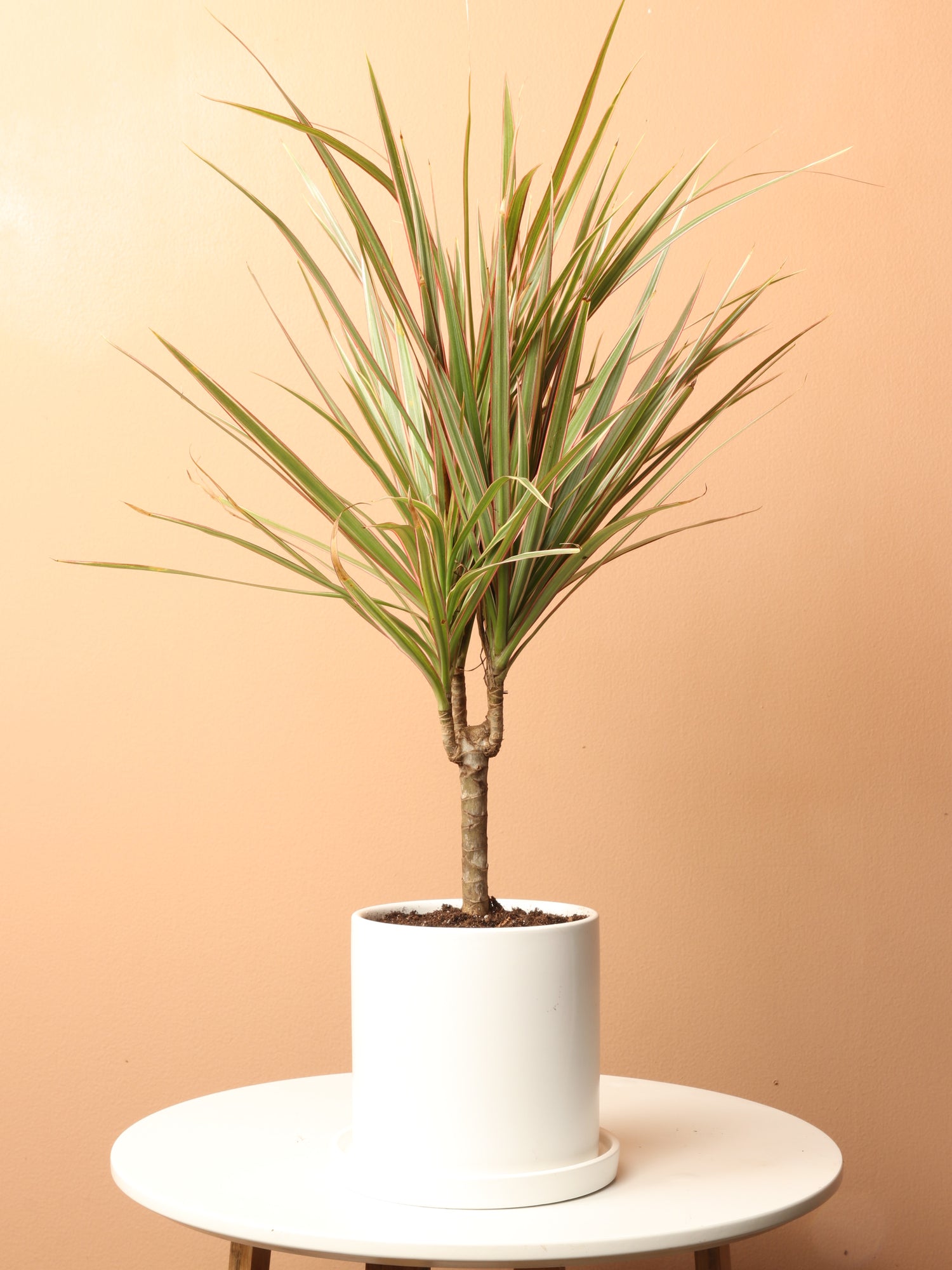 Live Small size Dracaena Marginata