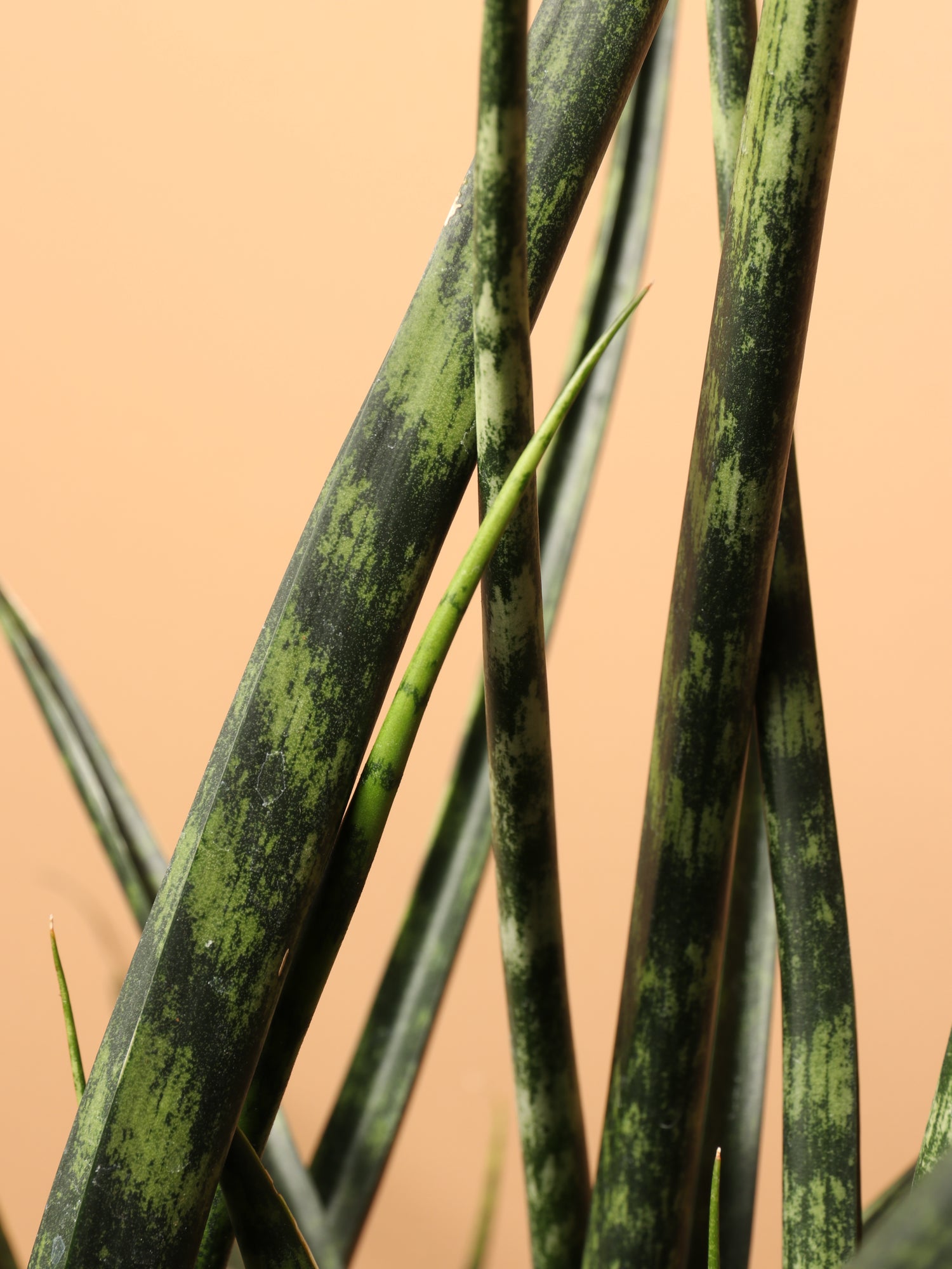 sansevieria fernwood brown tips Buy Sansevieria Fernwood Online | Large Indoor Plant