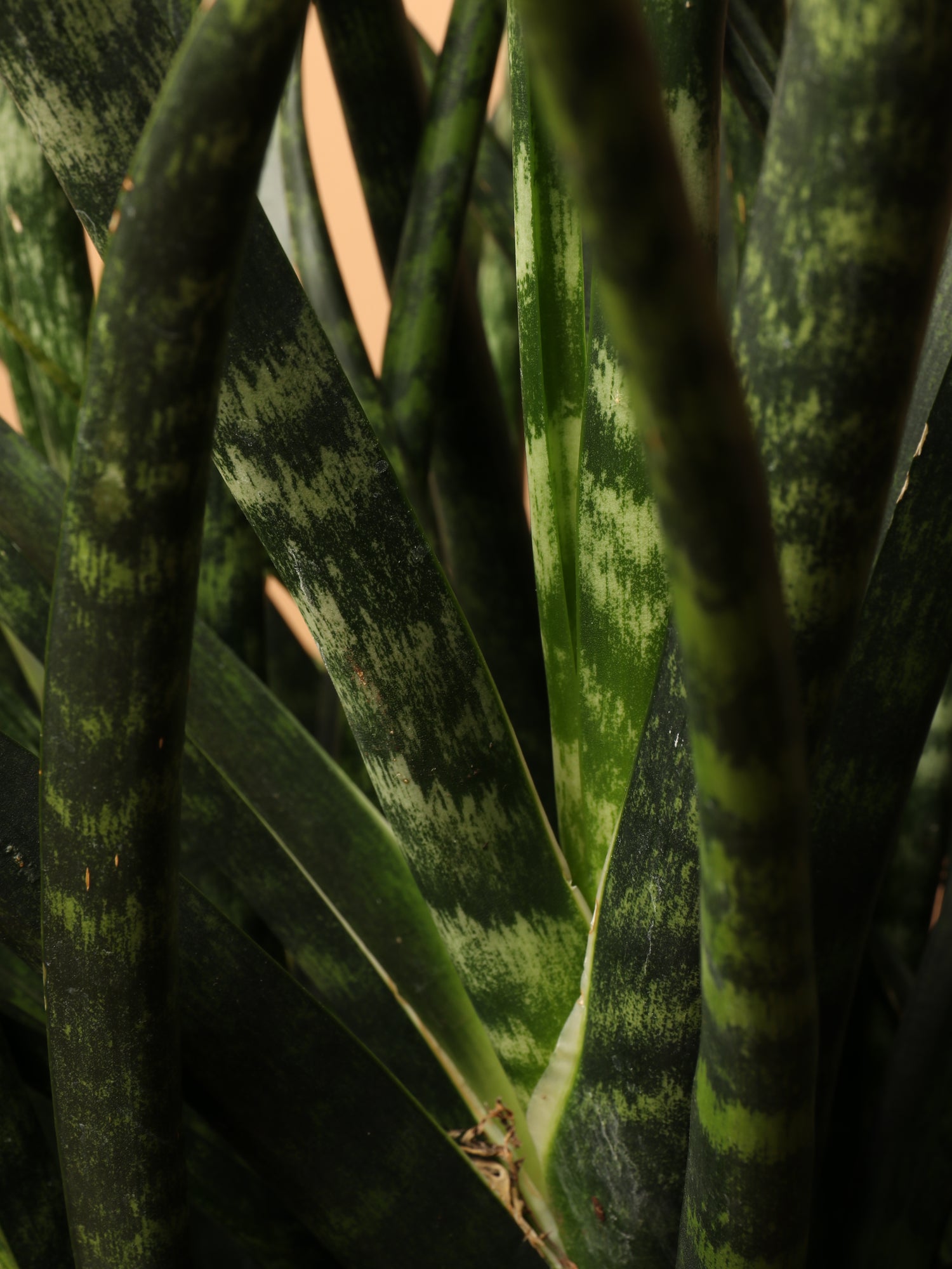 sansevieria fernwood care Buy Sansevieria Fernwood Online | Large Indoor Plant