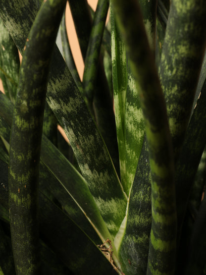 Large Sansevieria Fernwood