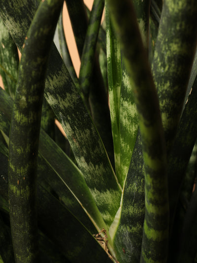 Large Sansevieria Fernwood