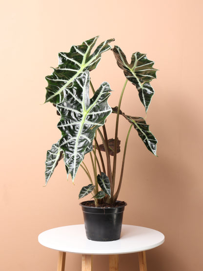 alocasia amazonica kaufen Medium Alocasia Polly | Order Online