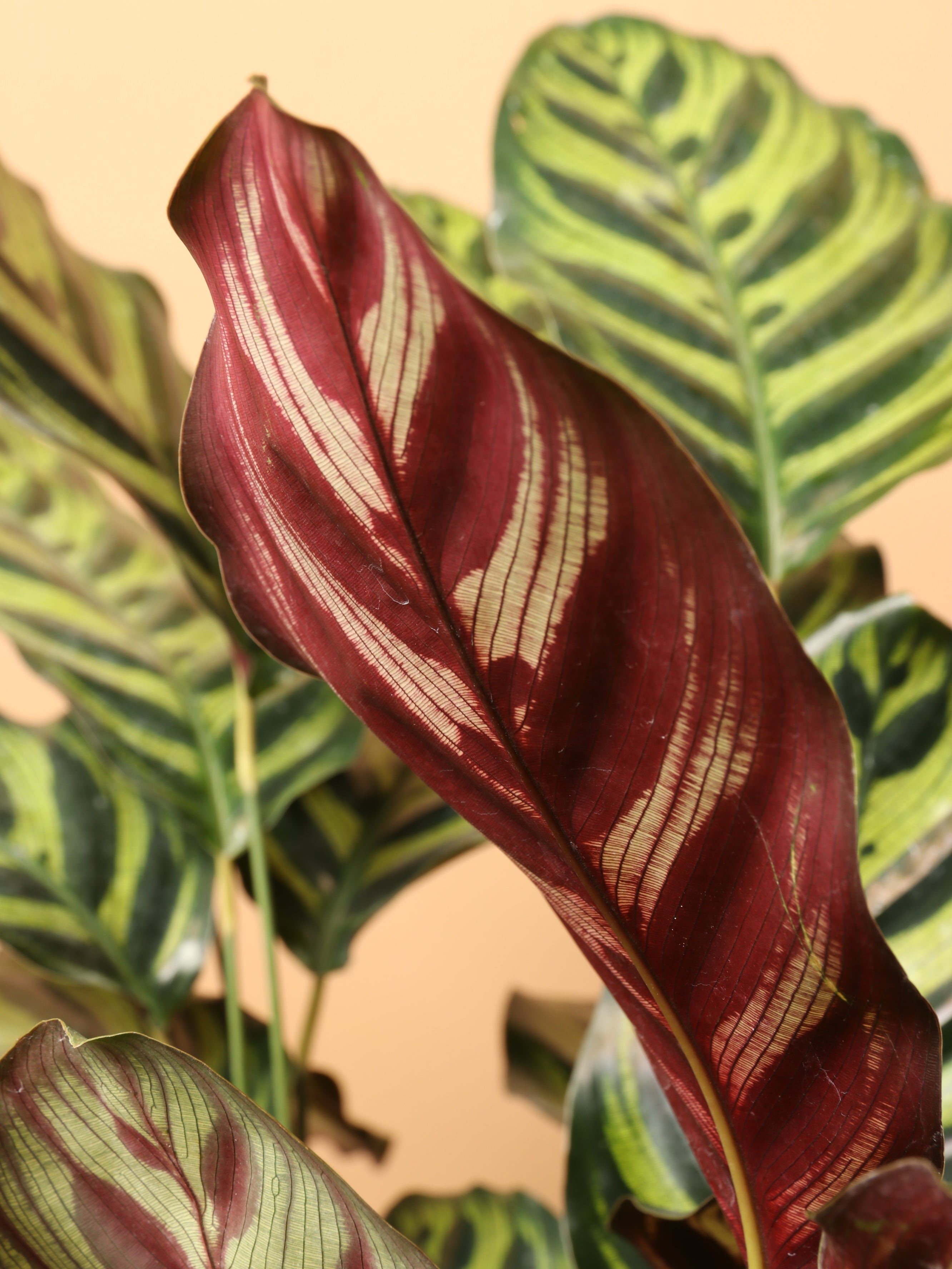 Dahing Plants Peacock Plant - Thumbnail 3