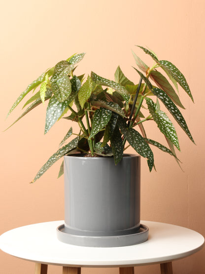 Medium Begonia &