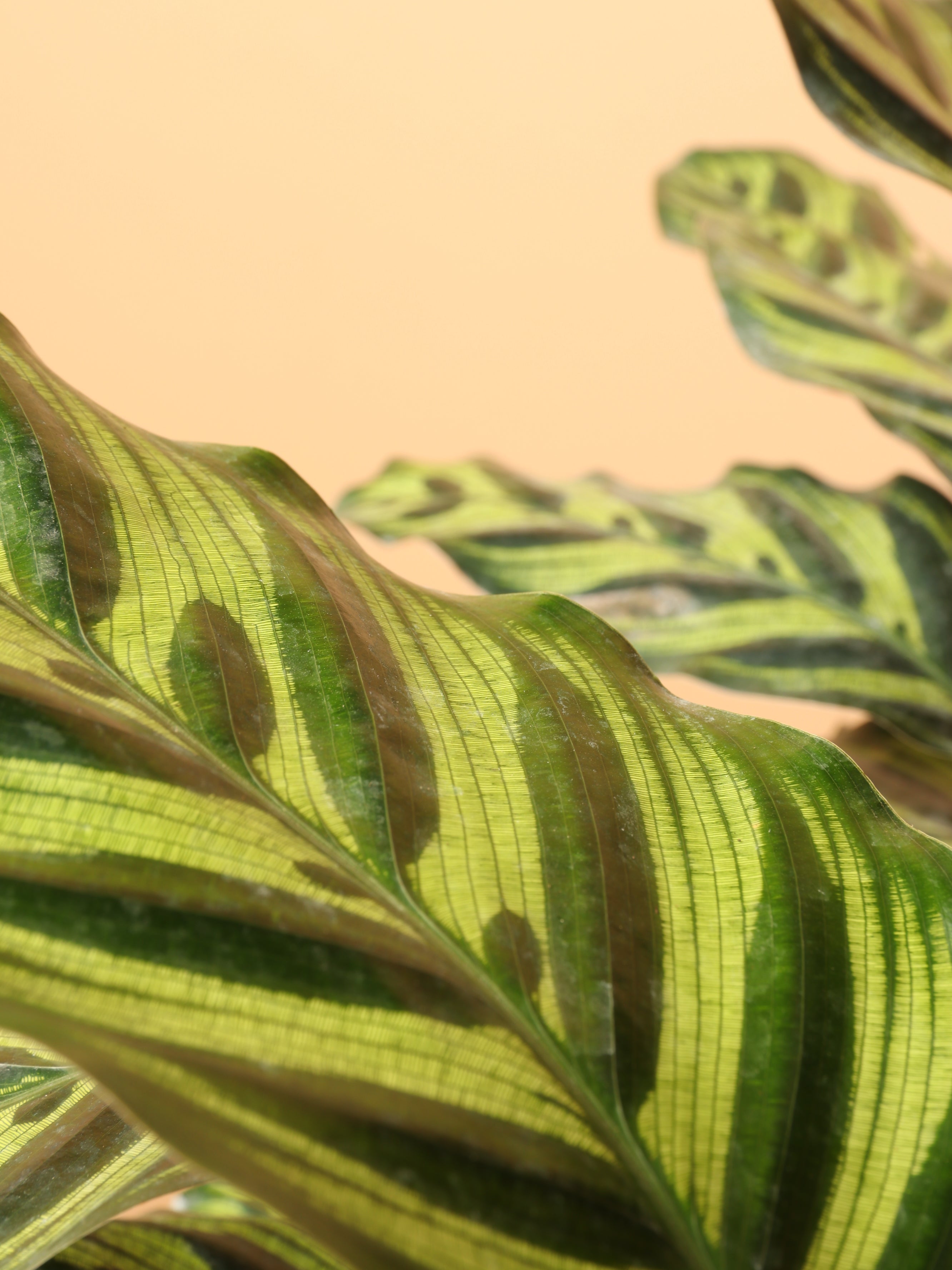 Dahing Plants Peacock Plant - Thumbnail 2