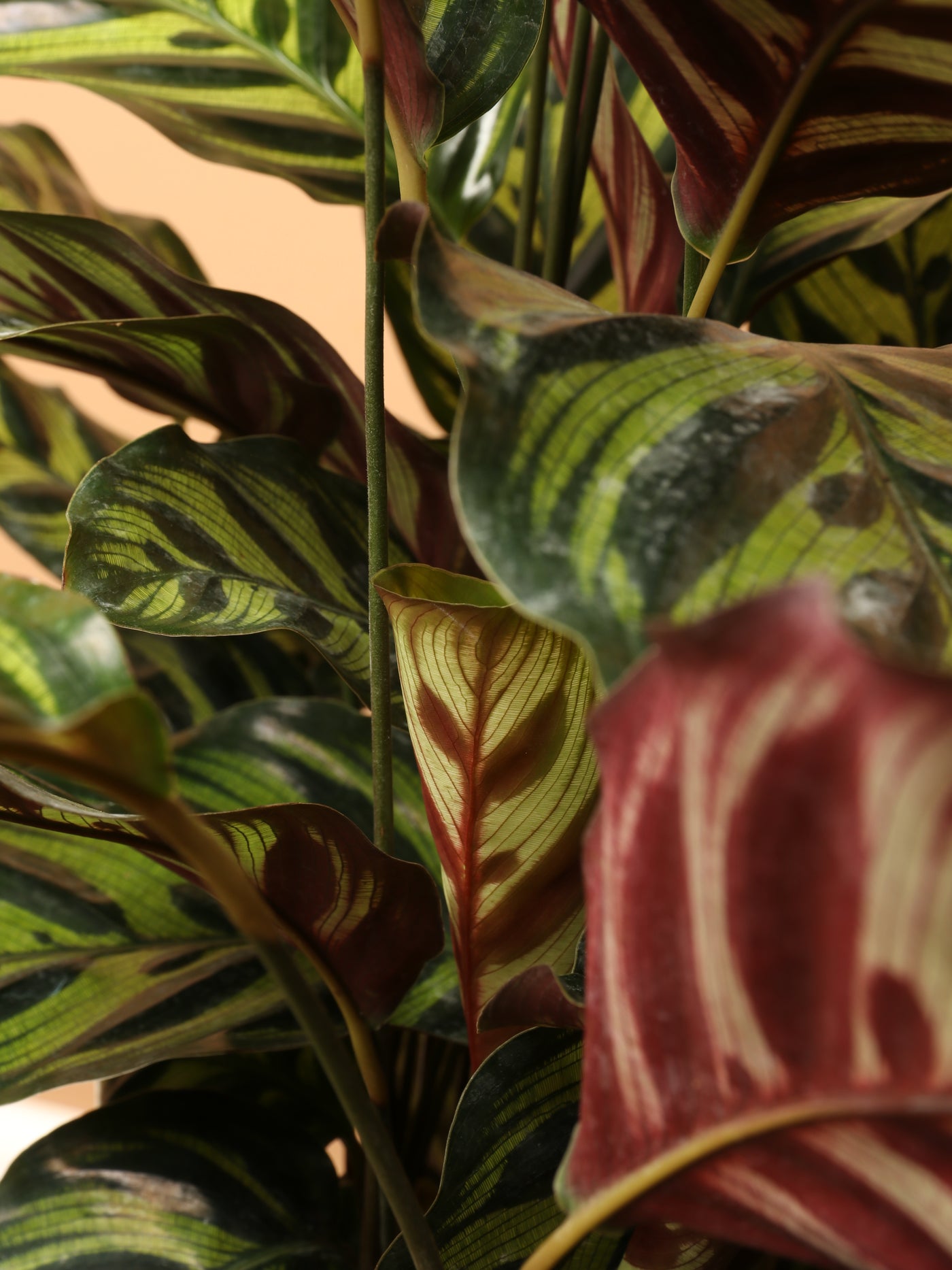 Large Peacock Plant (Calathea)