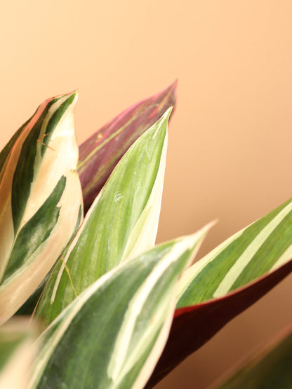 Large Tricolor Stromanthe