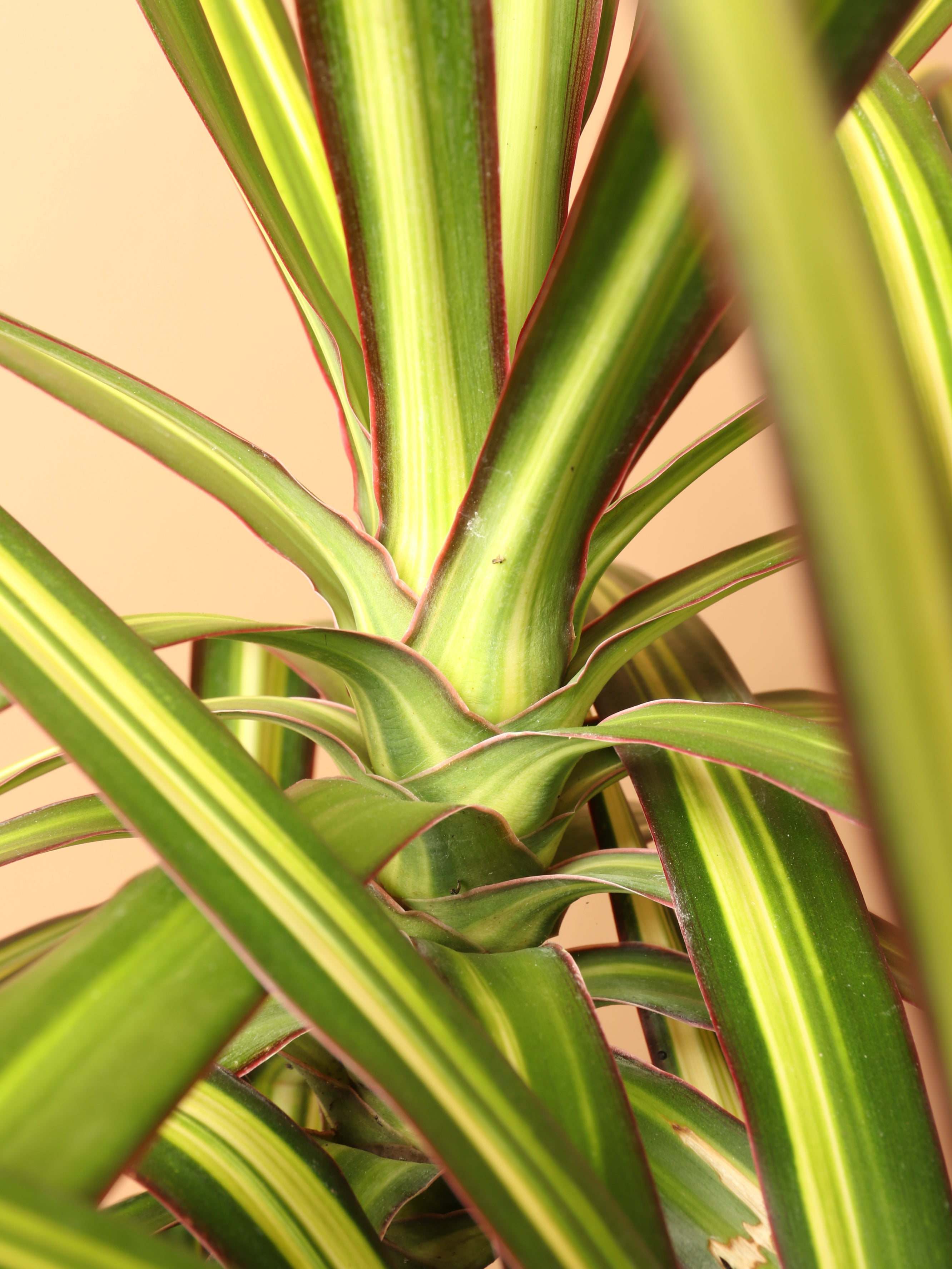 kiwi dracaena Buy Large Marginata 'Kiwi' Online | Large Indoor Plant