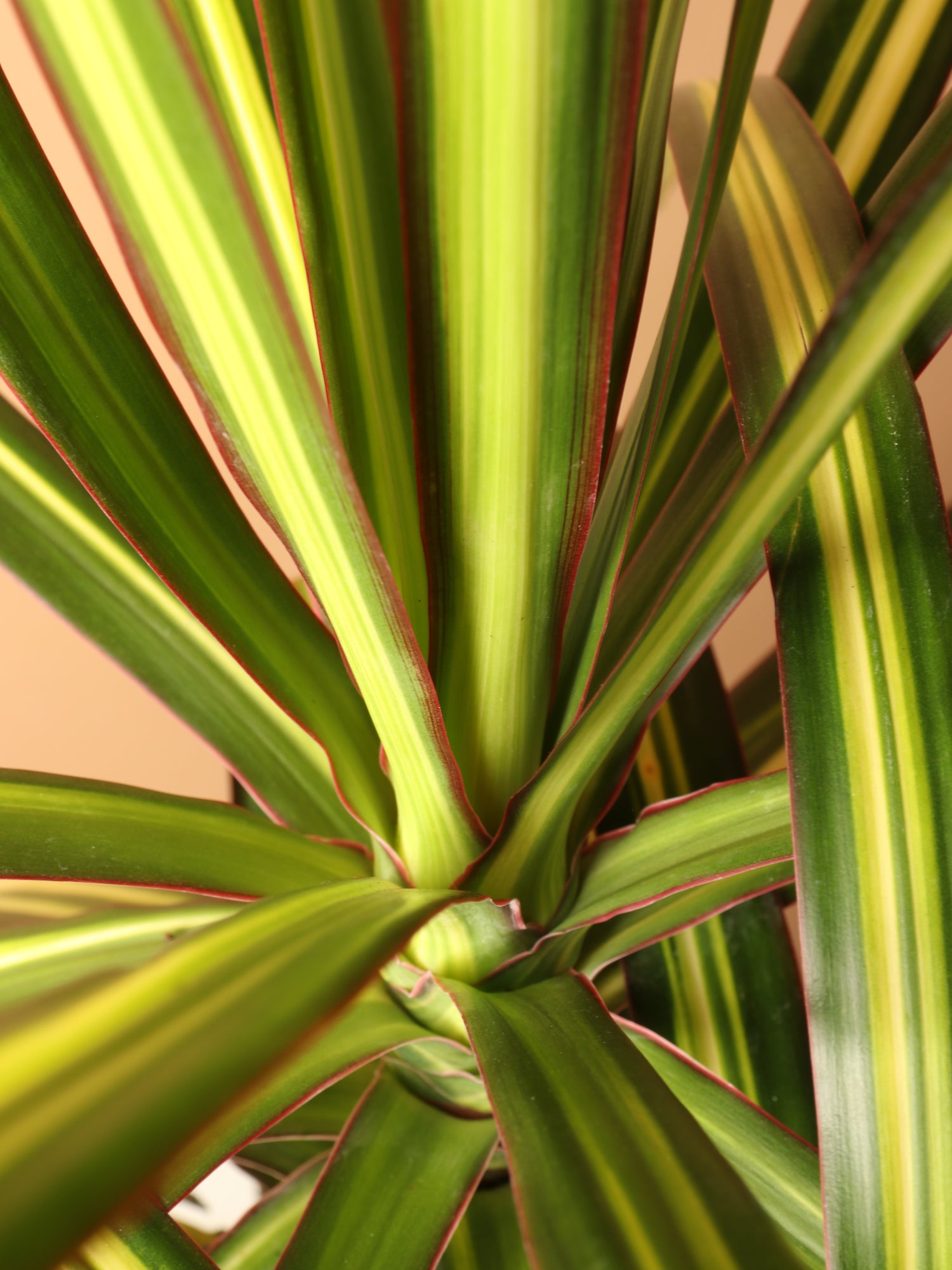 dracaena kiwi plant Buy Large Marginata 'Kiwi' Online | Large Indoor Plant