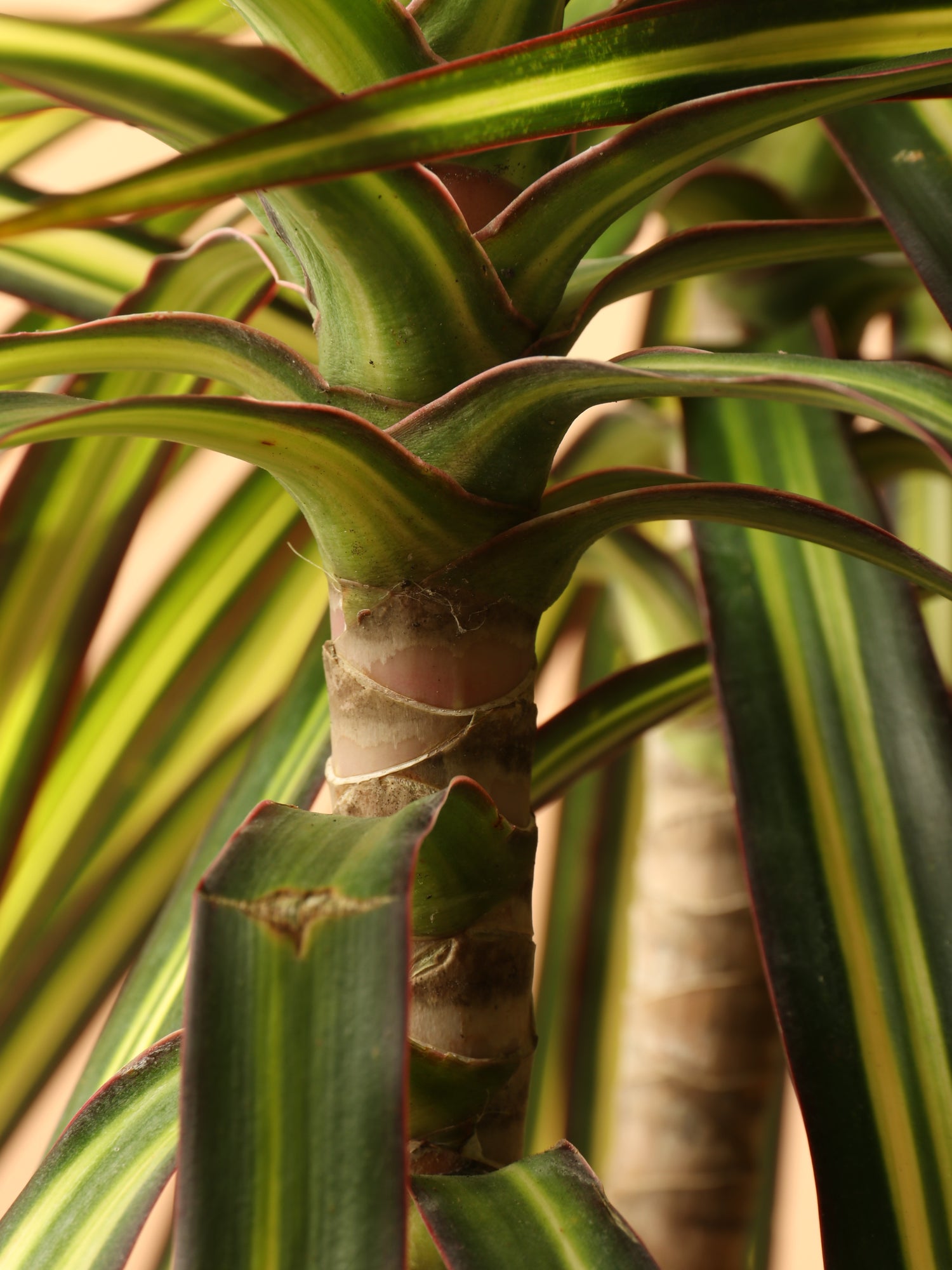 3-5 FT Marginata 'Kiwi' – Dahing Plants