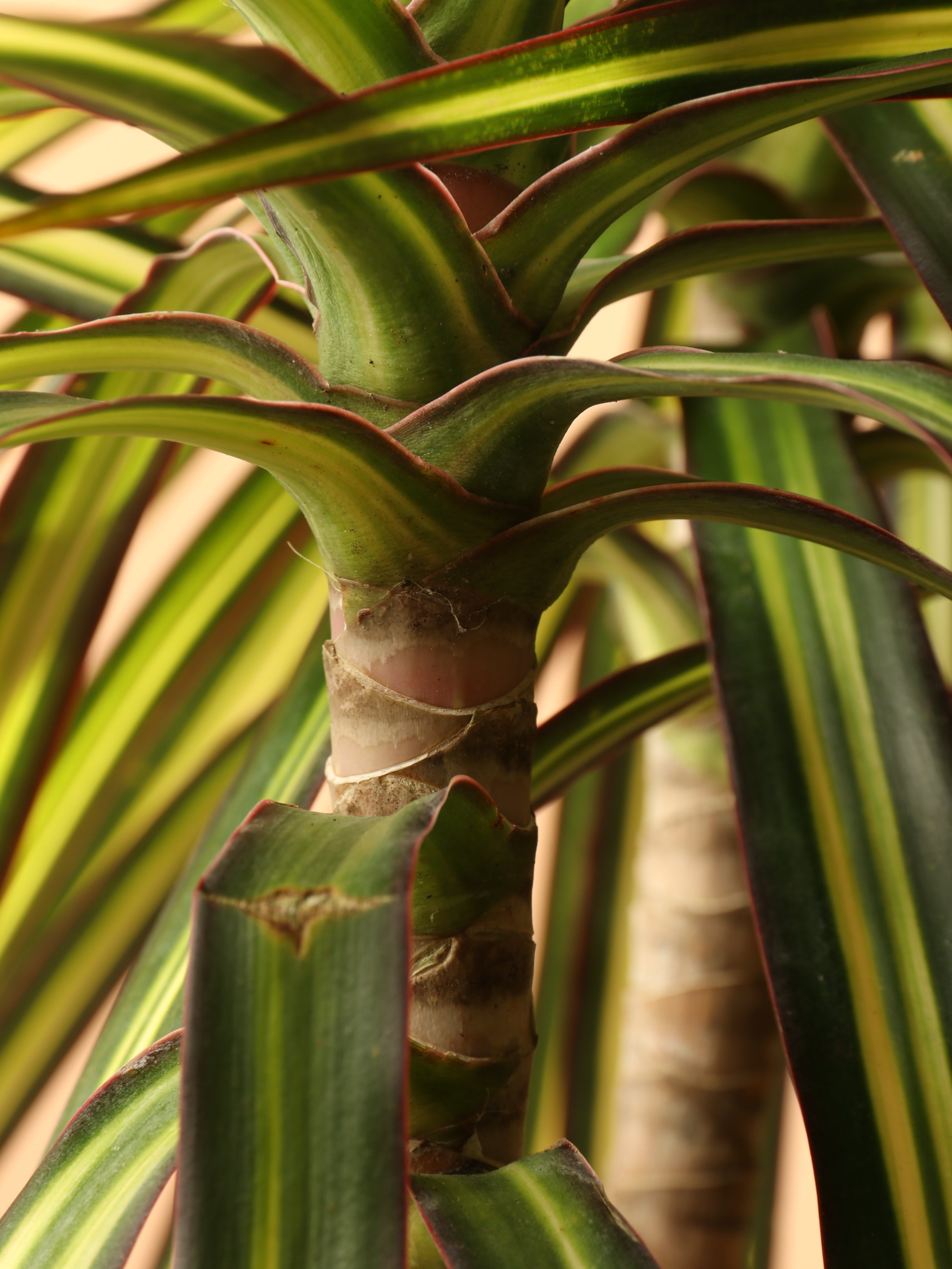 3-5 FT Marginata 'Kiwi' – Dahing Plants