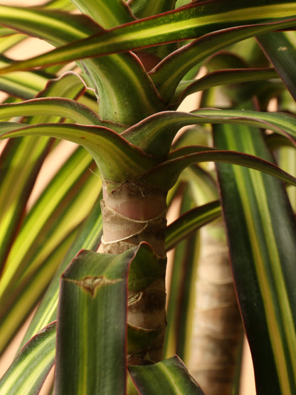 Large Marginata &