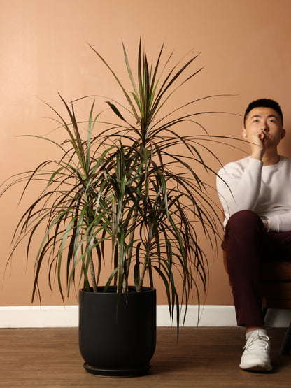 Large Dracaena Marginata (Short)