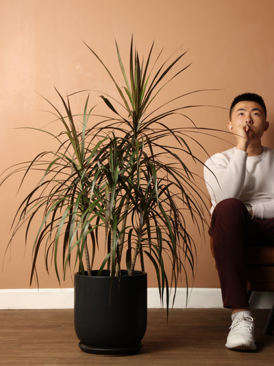 Large Dracaena Marginata (Short)