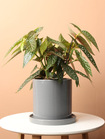 Medium Begonia 'White Ice'