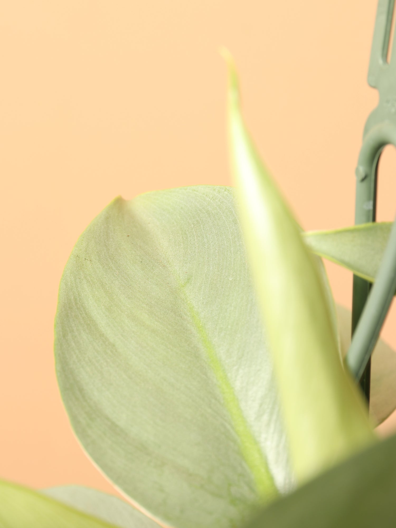 philodendron silver sword hanging Buy Philodendron Silver Sword Online | Hanging Plant