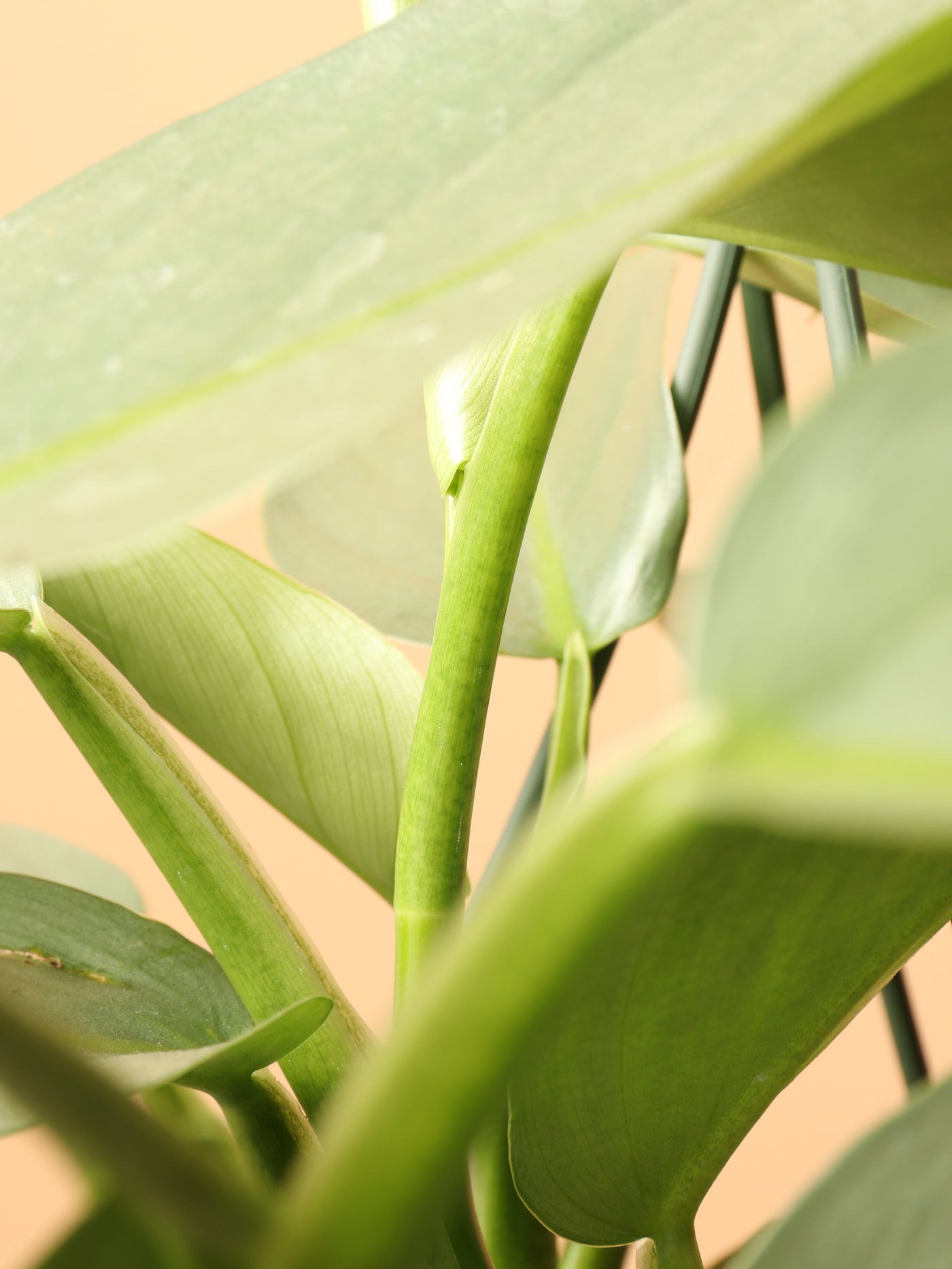 Hanging Philodendron Silver Sword