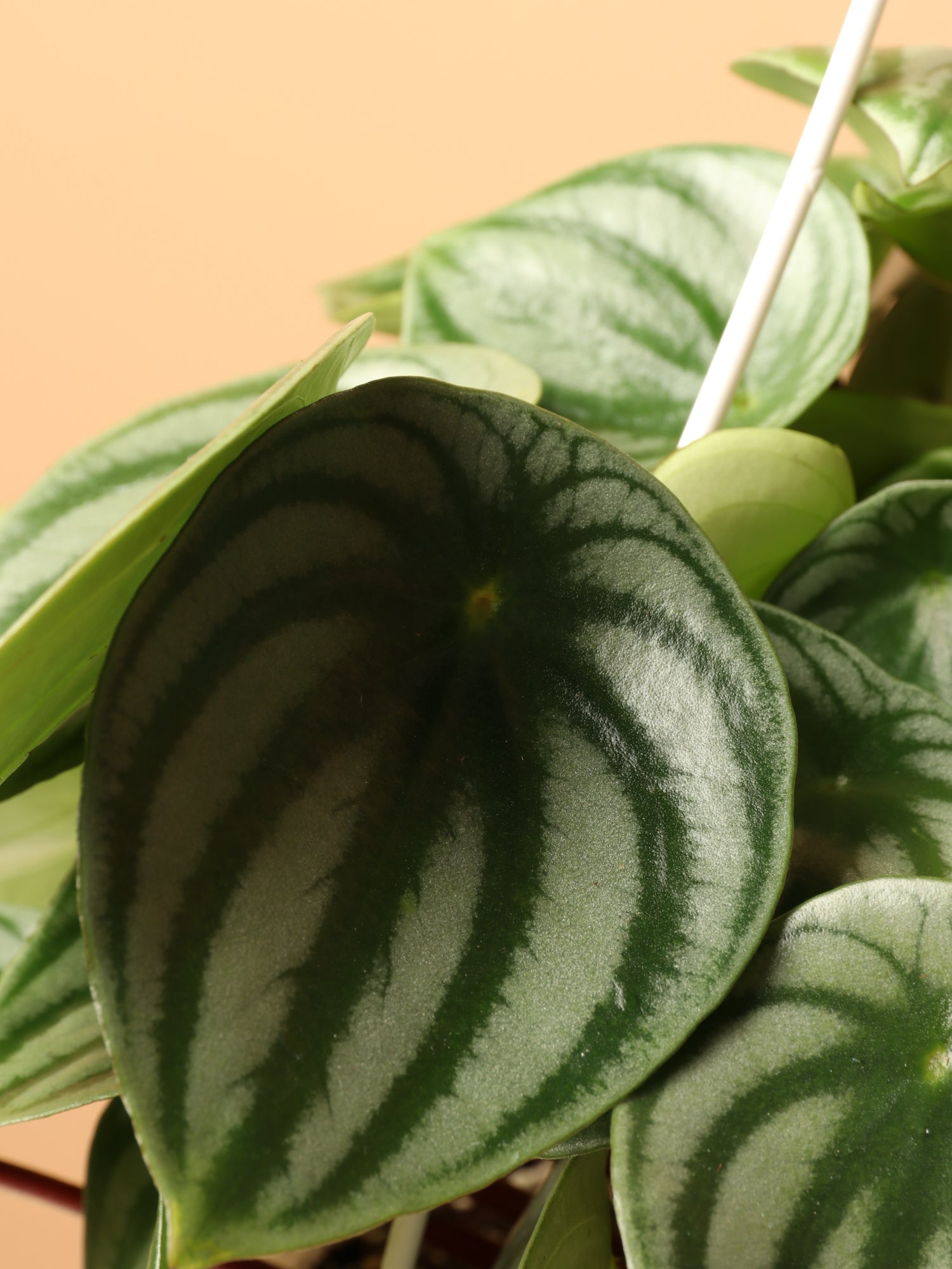 watermelon chinese money plant Buy Watermelon Pilea Online | Hanging Indoor Plant