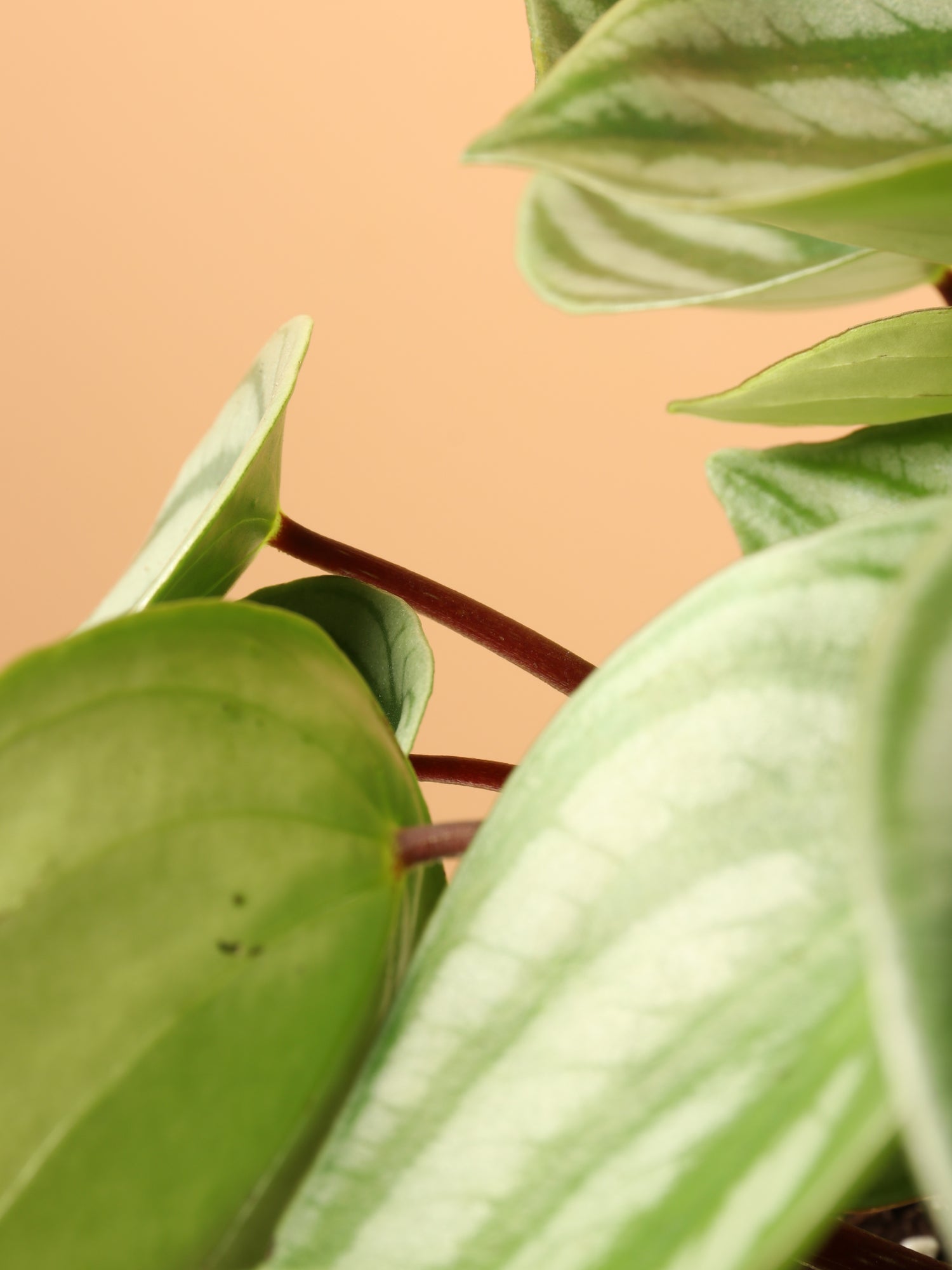 chinese money plant watermelon Buy Watermelon Pilea Online | Hanging Indoor Plant