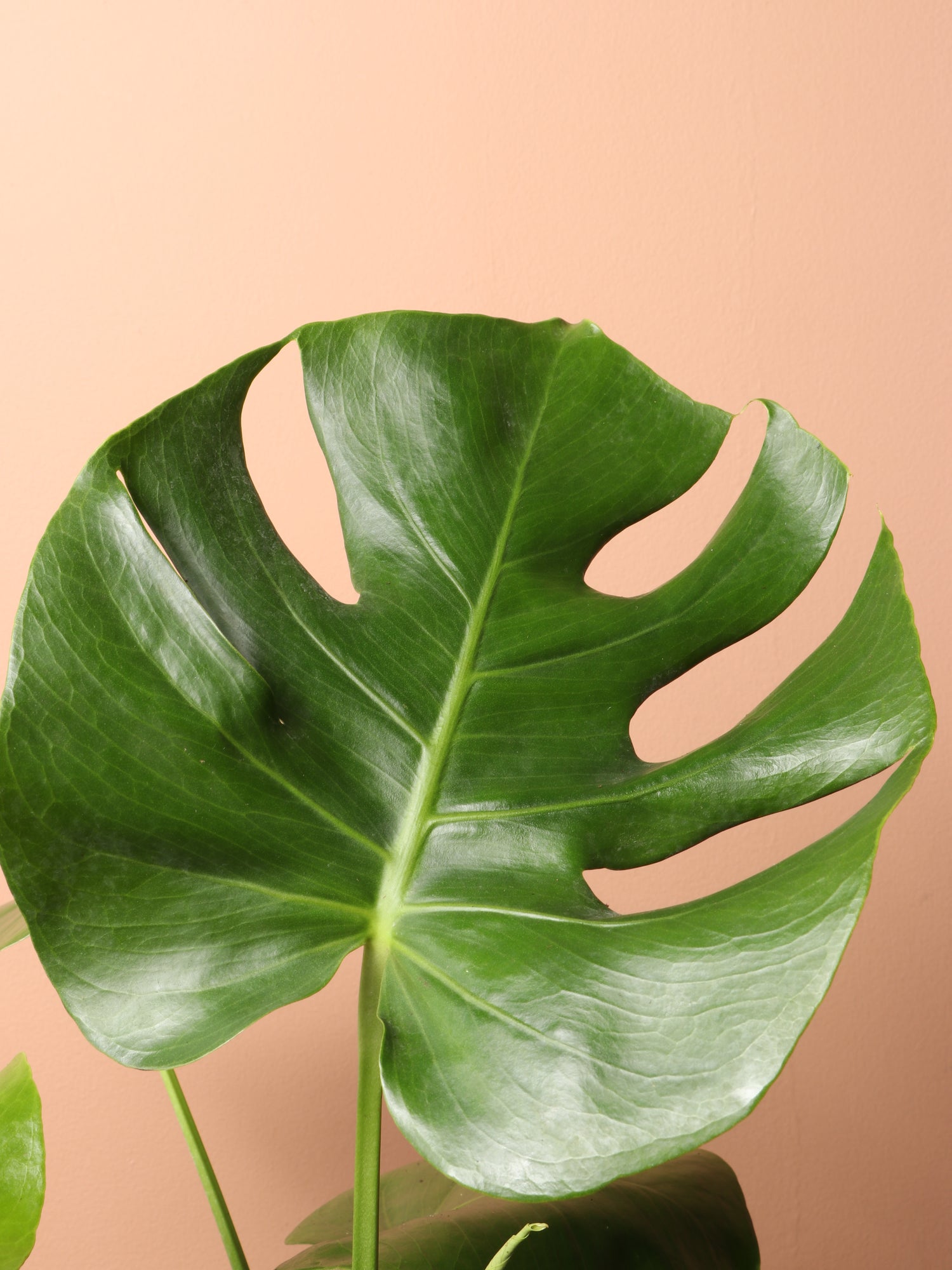 monstera media Medium Monstera Deliciosa