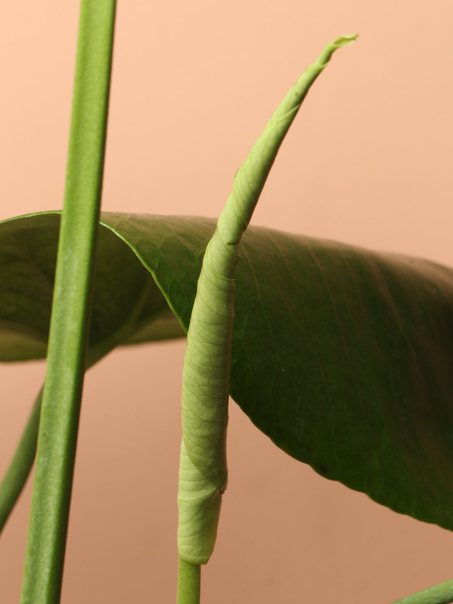 monstera deliciosa cutting price Buy Monstera Deliciosa Online | Low Light House Plant