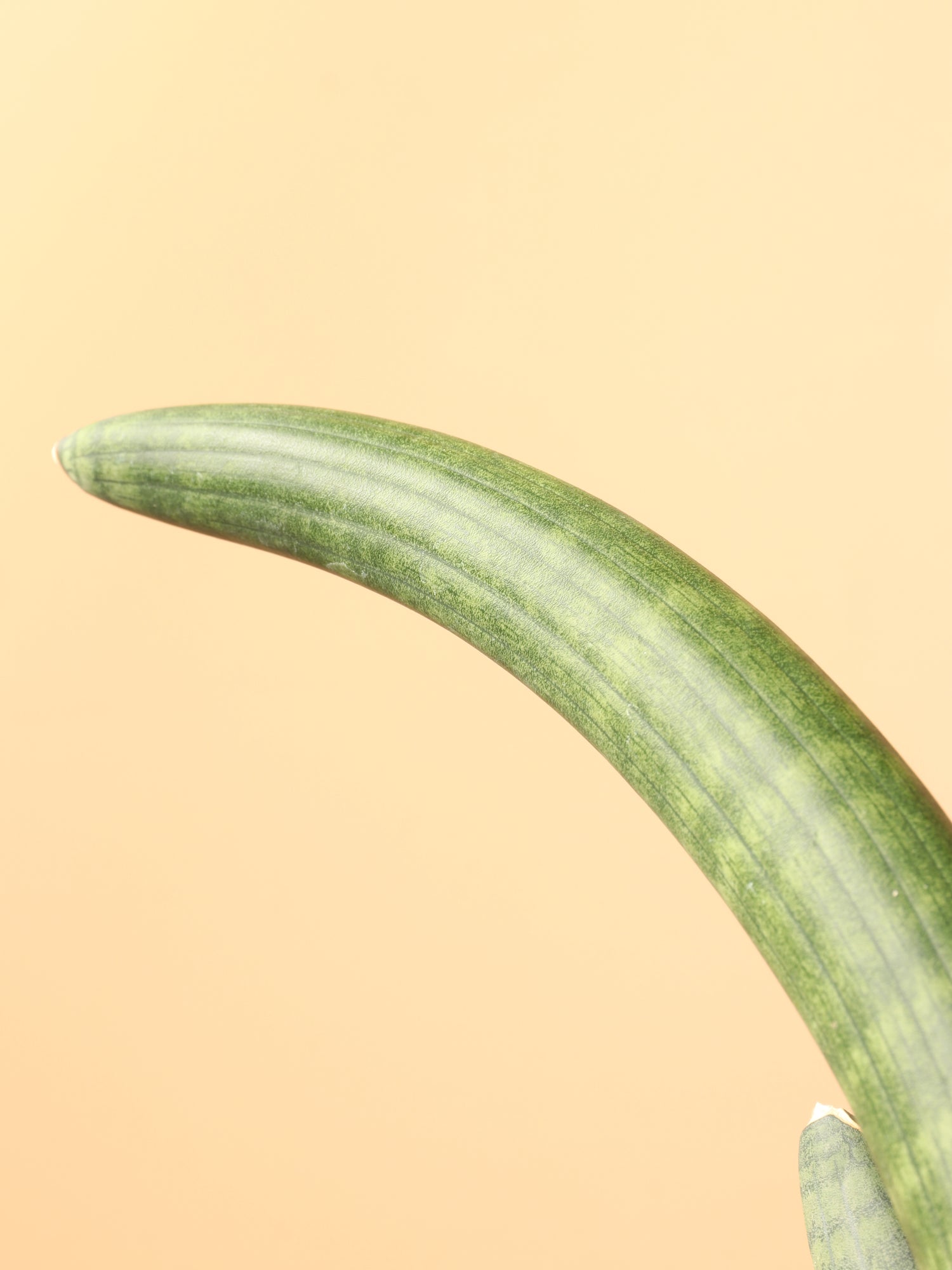 Medium Snake Plant Cylindrica