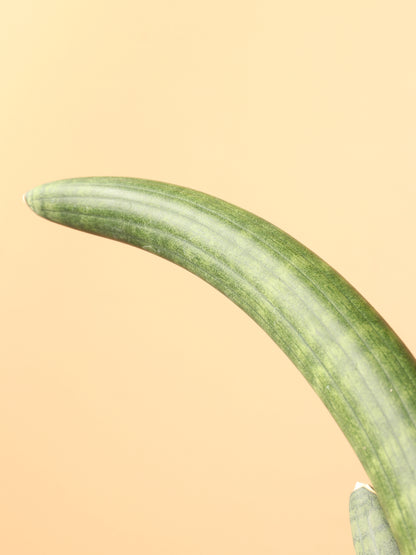 Medium Snake Plant Cylindrica