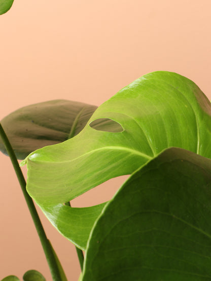 monstera deliciosa medium Buy Monstera Deliciosa Online | Low Light House Plant