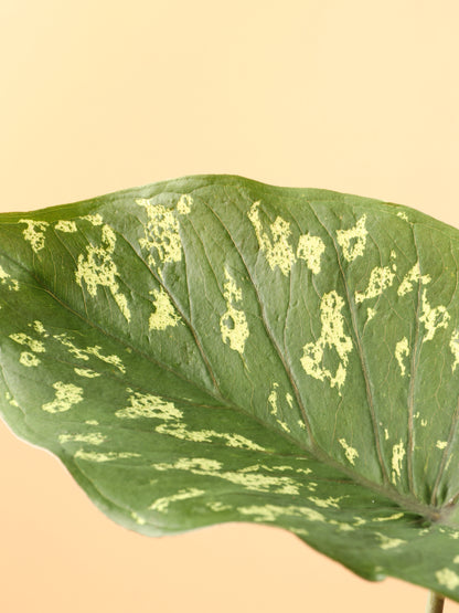 Medium Alocasia &