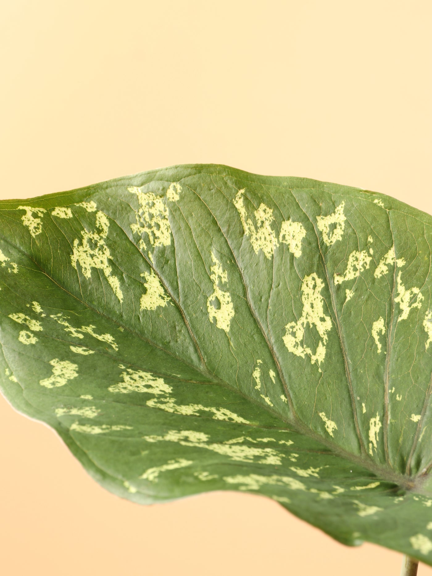 Medium Alocasia 'Hilo Beauty'