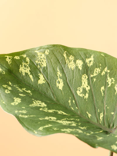 Medium Alocasia 'Hilo Beauty'