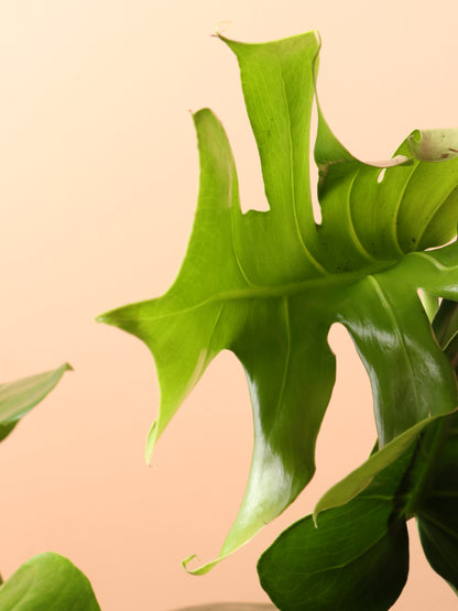 medium monstera deliciosa Buy Monstera Deliciosa Online | Low Light House Plant