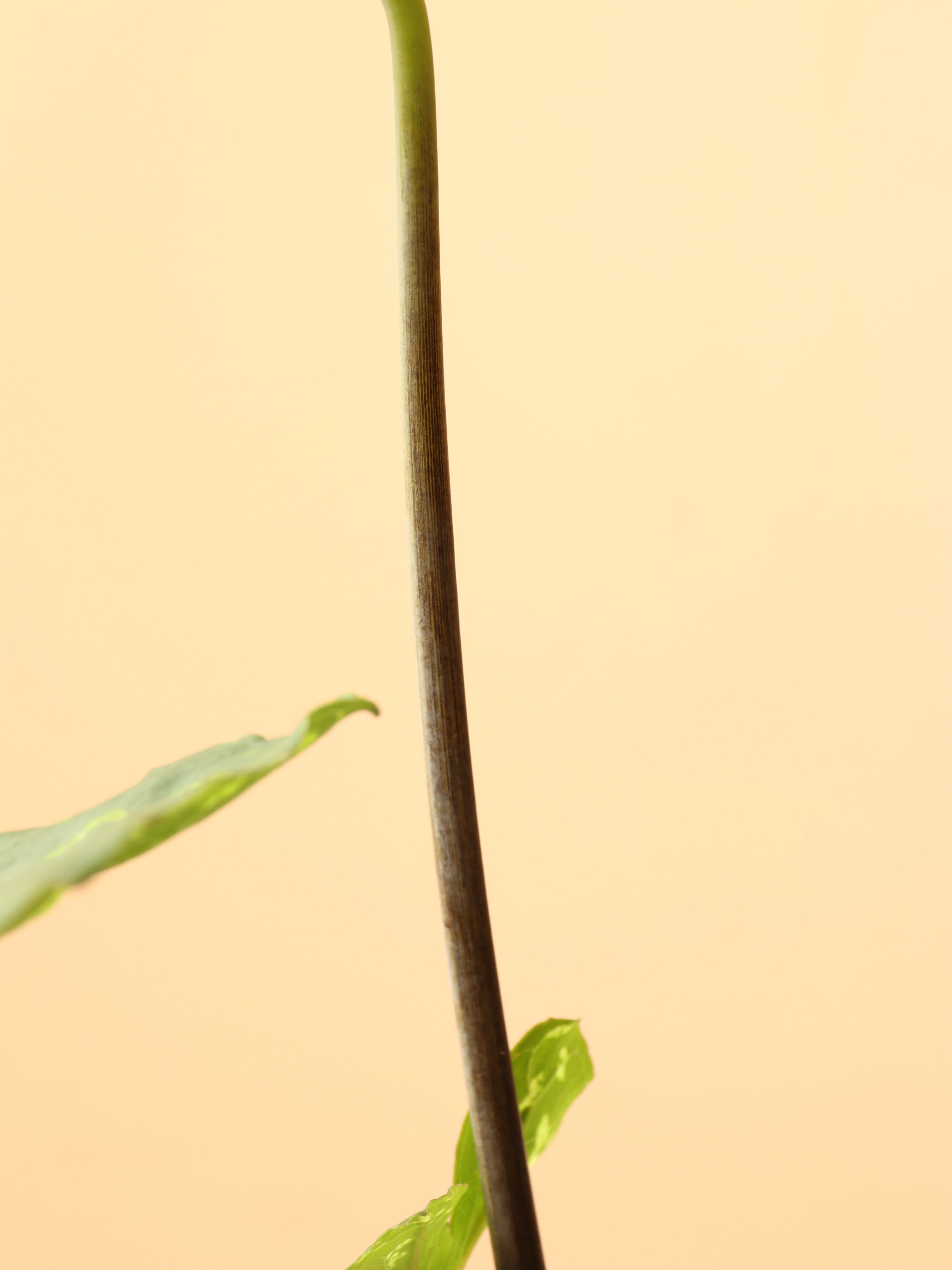 Medium Alocasia &