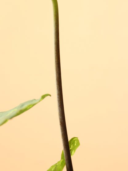 Medium Alocasia &