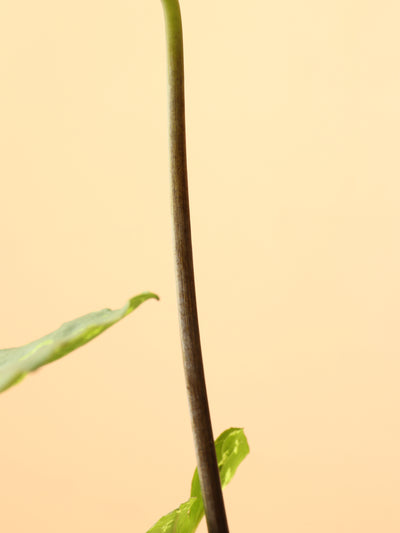 Medium Alocasia 'Hilo Beauty'