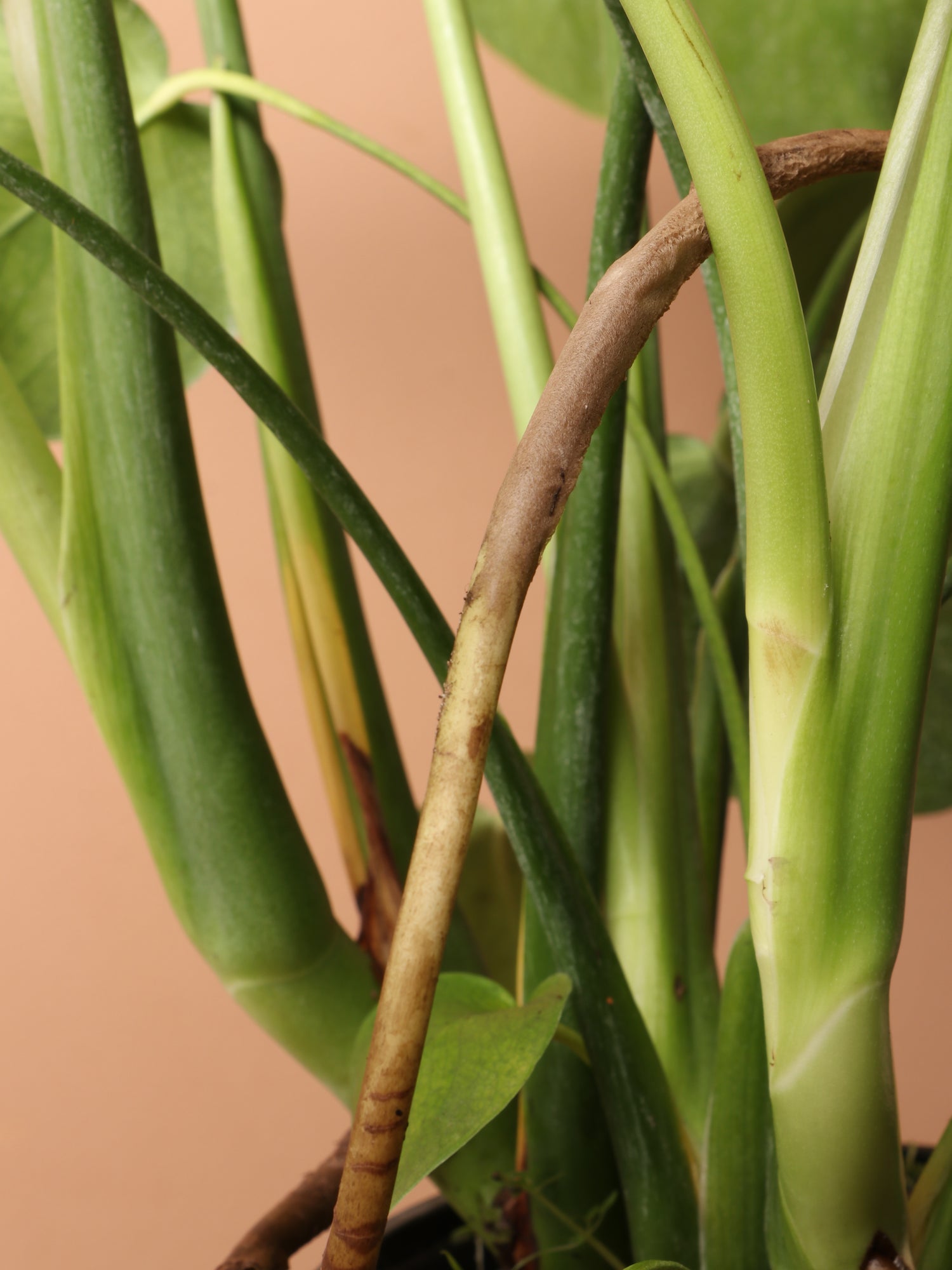 best growing medium for monstera Buy Monstera Deliciosa Online | Low Light House Plant