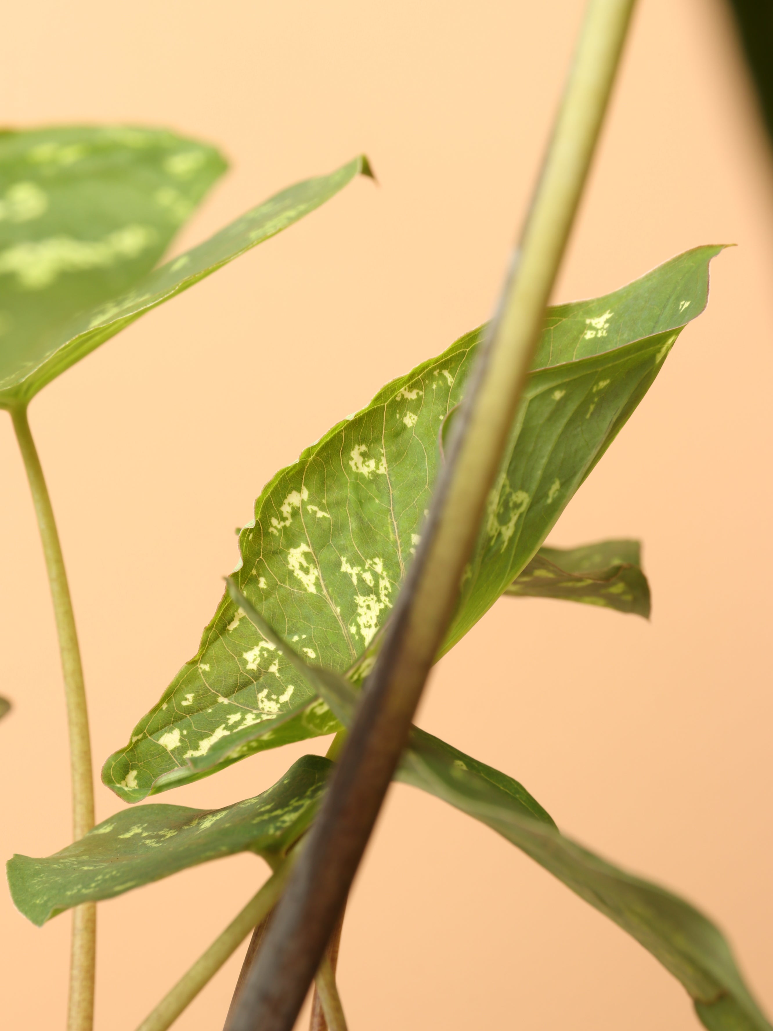 Medium Alocasia &