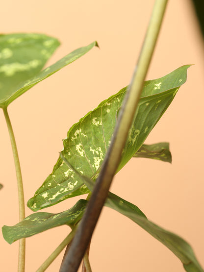 Medium Alocasia &
