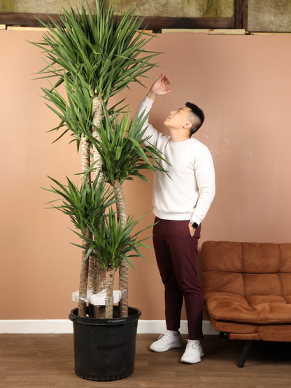 are yucca cane poisonous to dogs Huge Yucca Cane